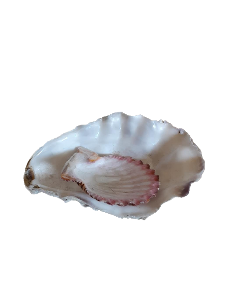 oyster shell and pink rimmed shell