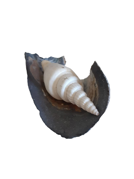 spiral shell in broken mussel shell